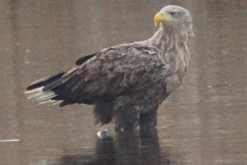 White-tailed Eagle - ML79430871