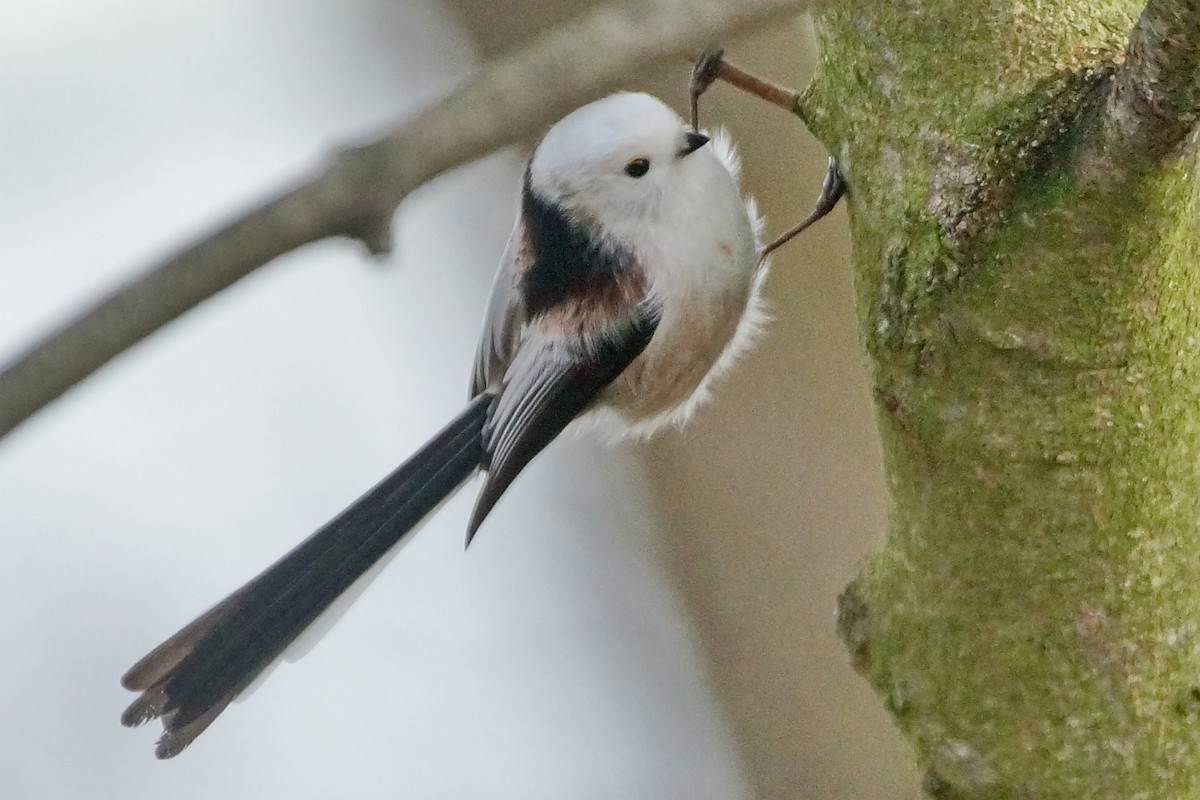 Long-tailed Tit (caudatus) - ML79431131