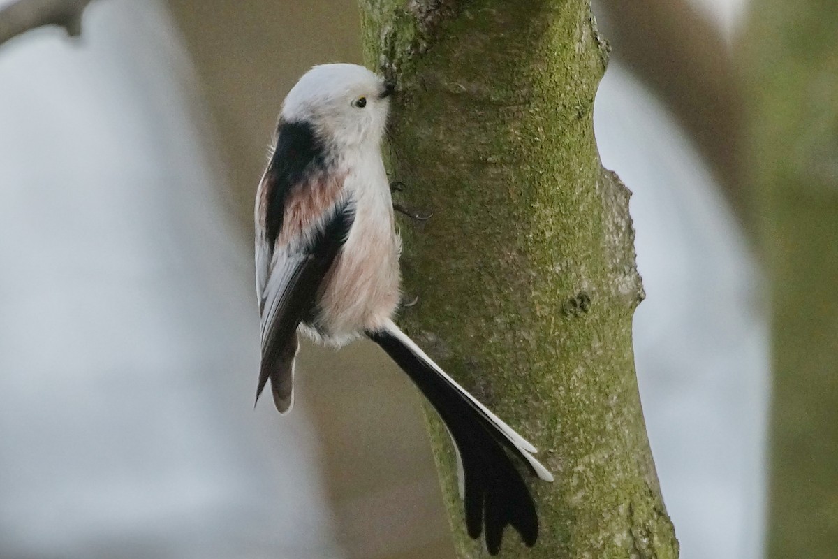 Long-tailed Tit (caudatus) - ML79431141