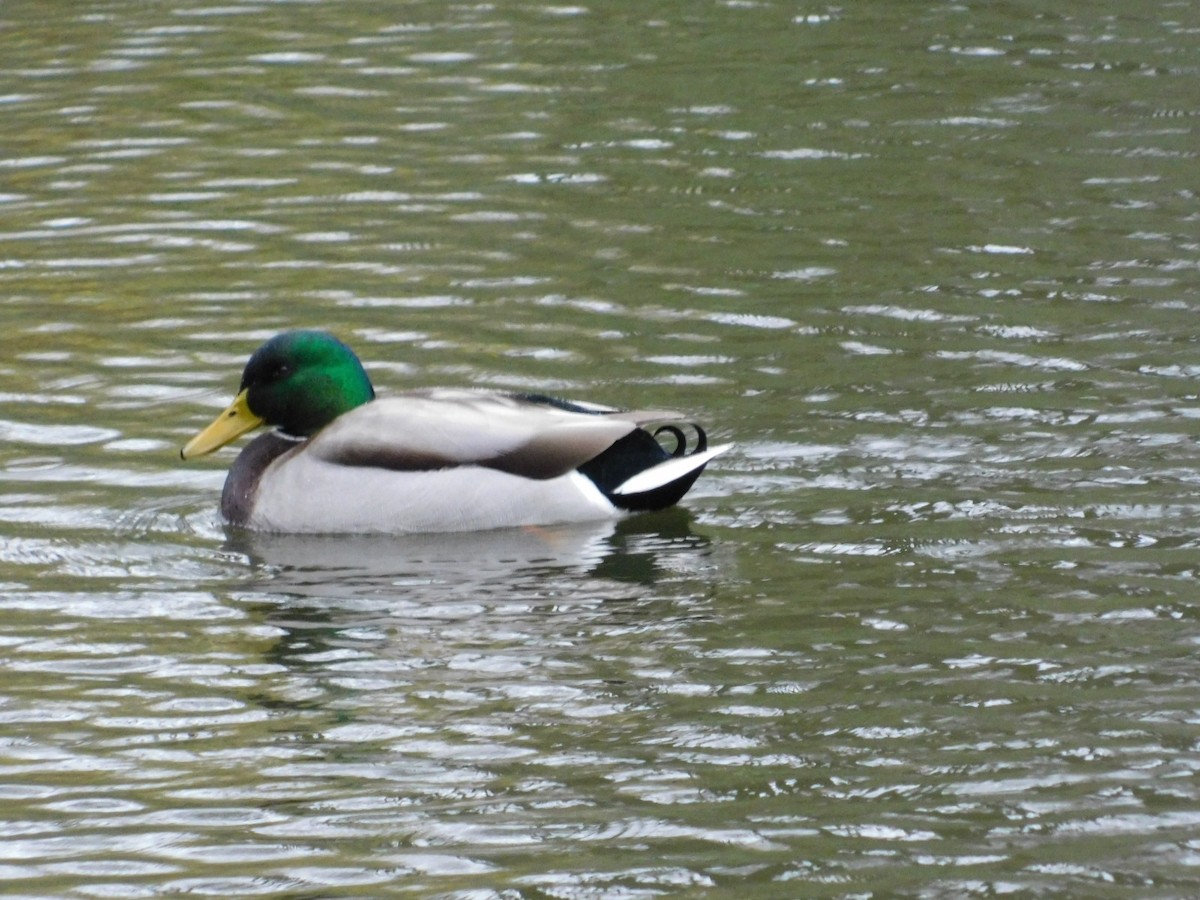 Mallard - ML79431171