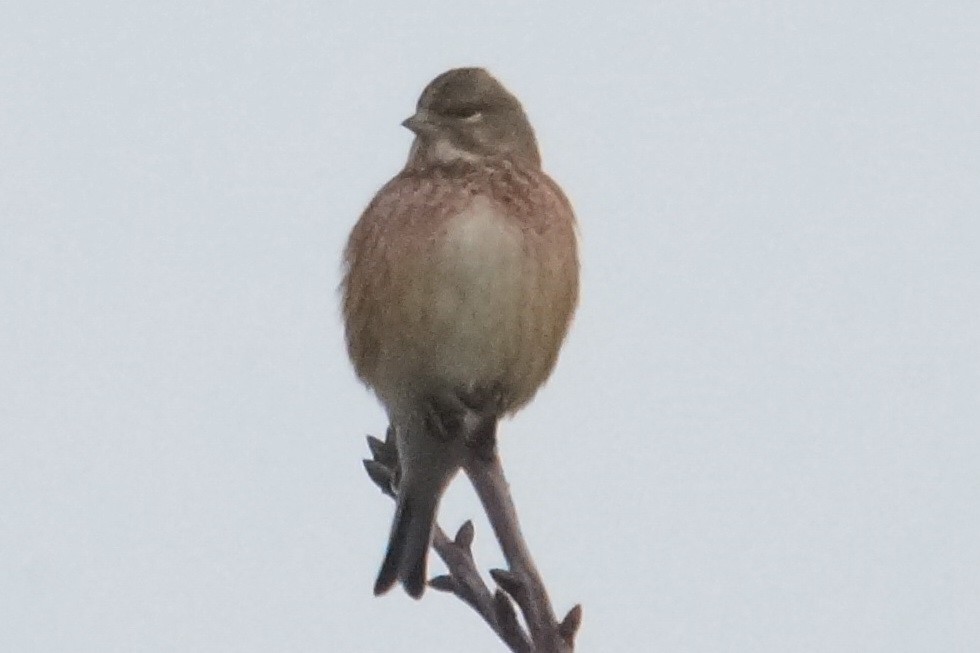 Eurasian Linnet - ML79431231