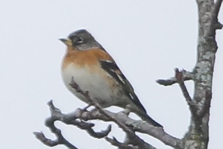 Brambling - Heiko Heerklotz