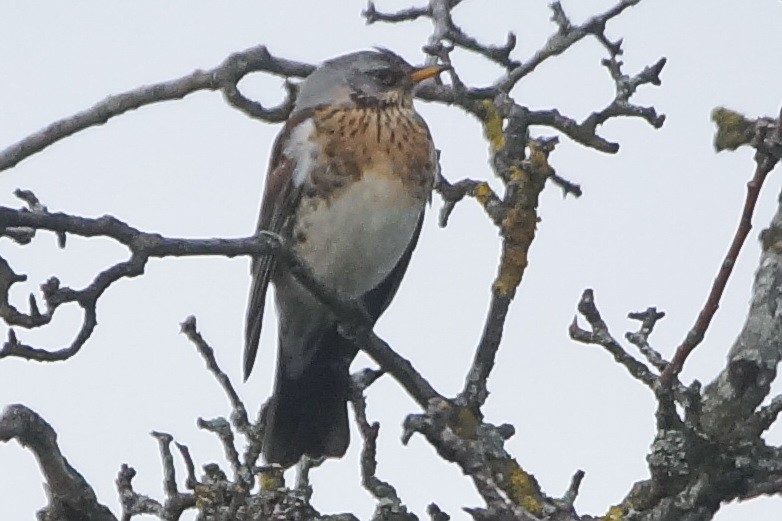 Fieldfare - ML79431461