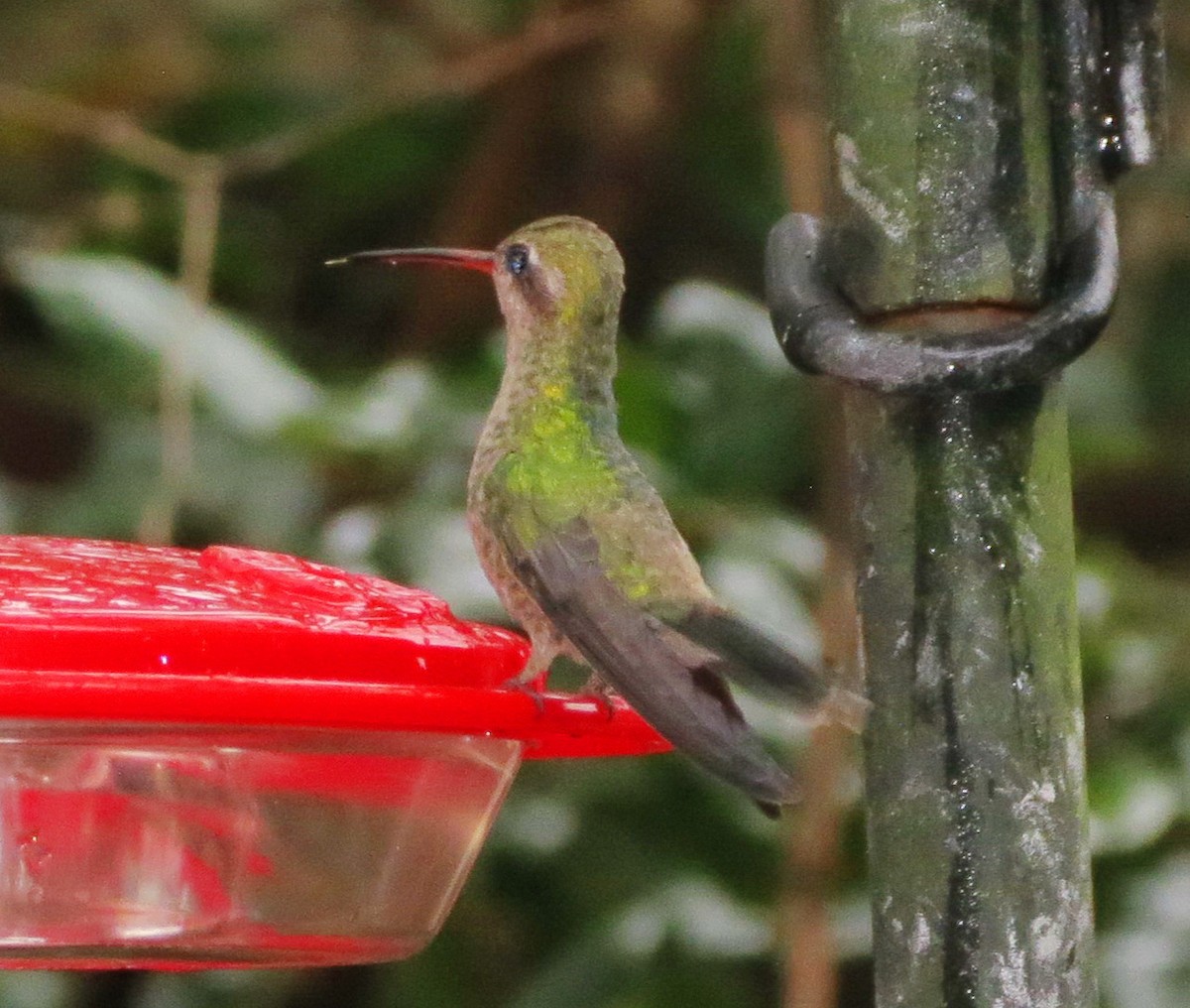 Broad-billed Hummingbird - ML79431781
