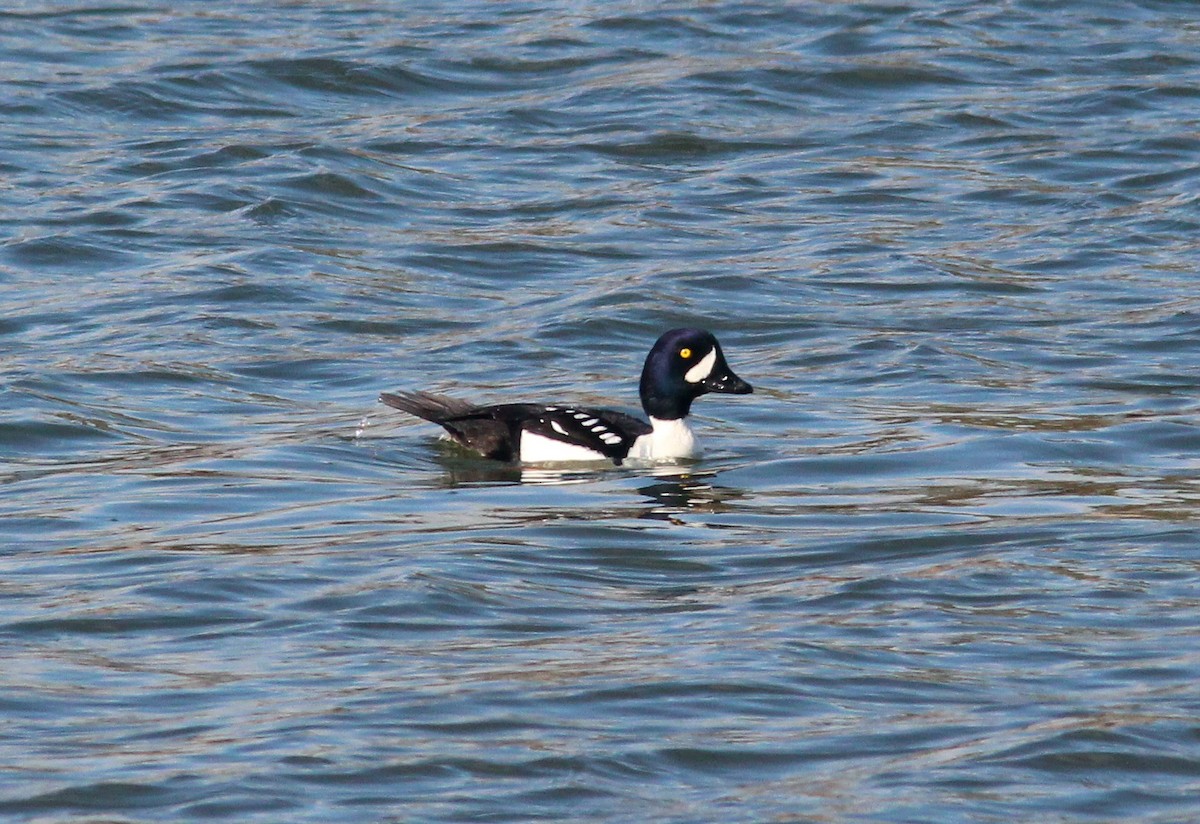 Barrow's Goldeneye - ML79431951