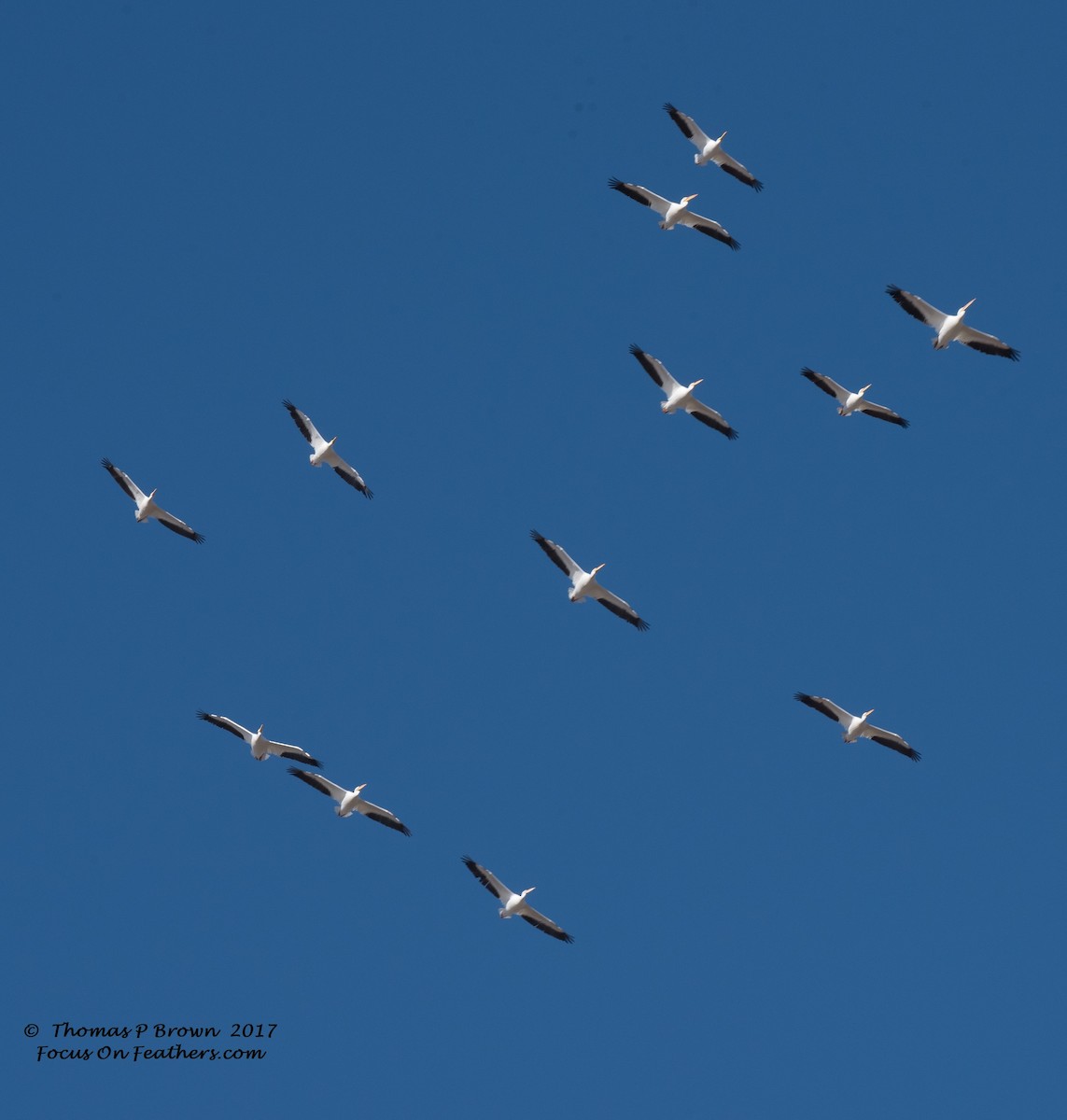 American White Pelican - ML79434571