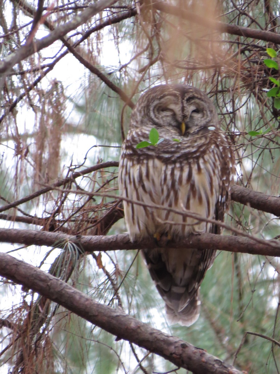 Barred Owl - ML79434781