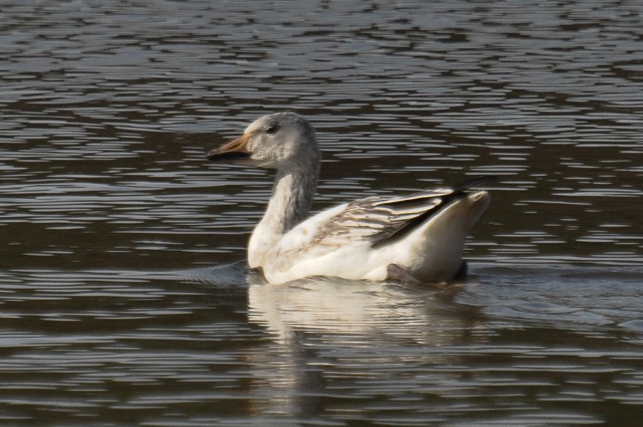 Snow Goose - ML79436361