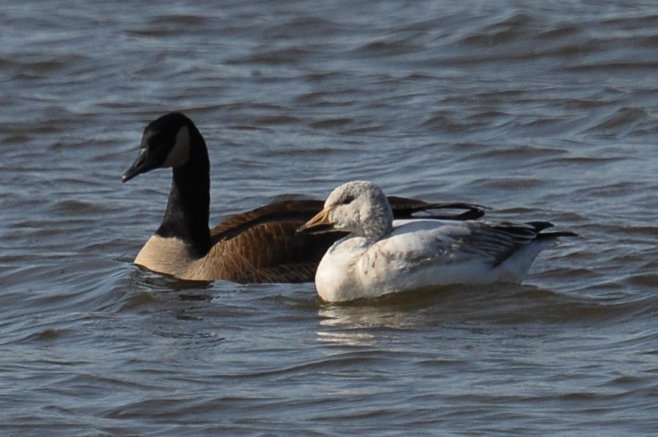 Snow Goose - ML79436391