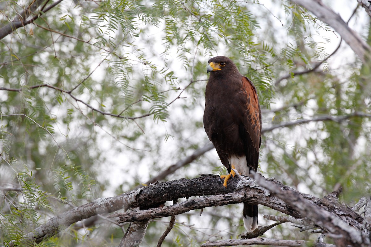 Harris's Hawk - ML79437111