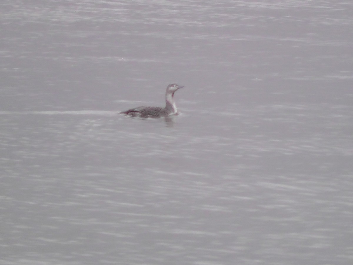 Red-throated Loon - ML79438491