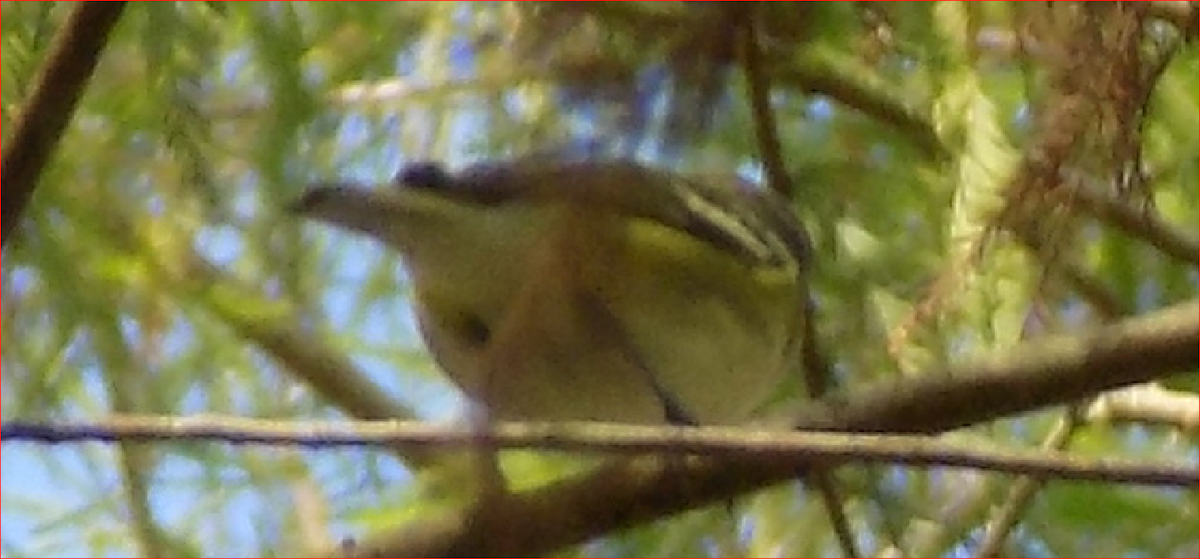 eremittvireo - ML79439001