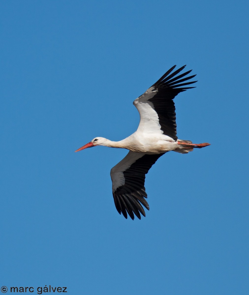 White Stork - ML79439031