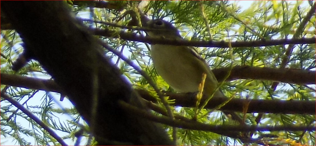 eremittvireo - ML79439131