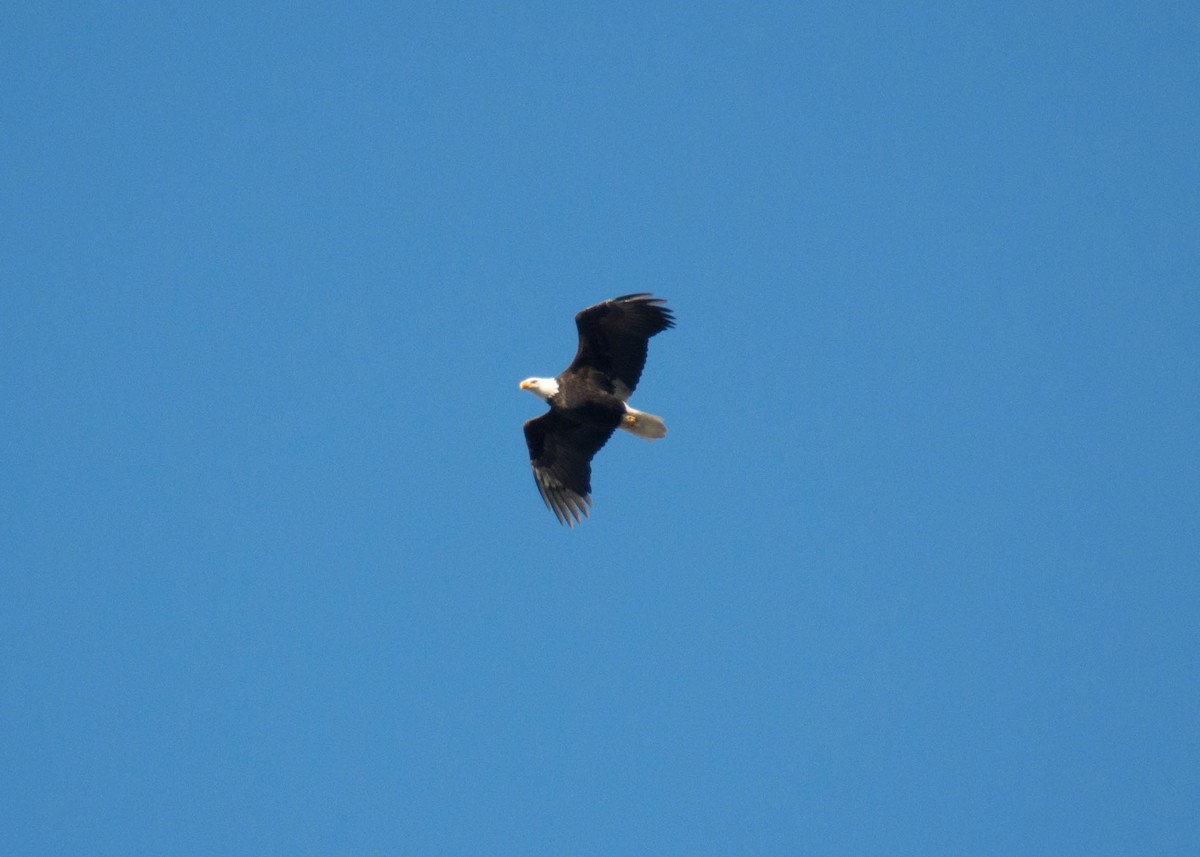 Bald Eagle - ML79439191