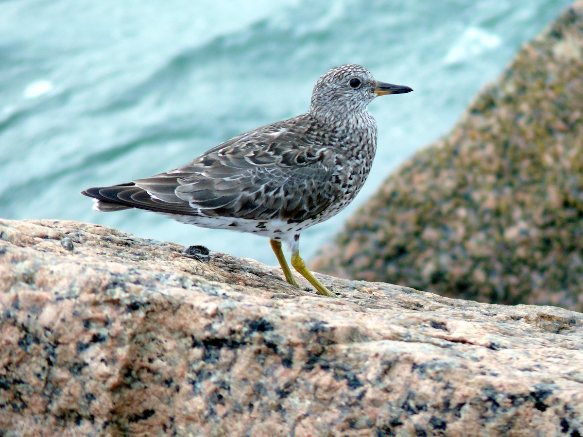 Surfbird - ML79439221