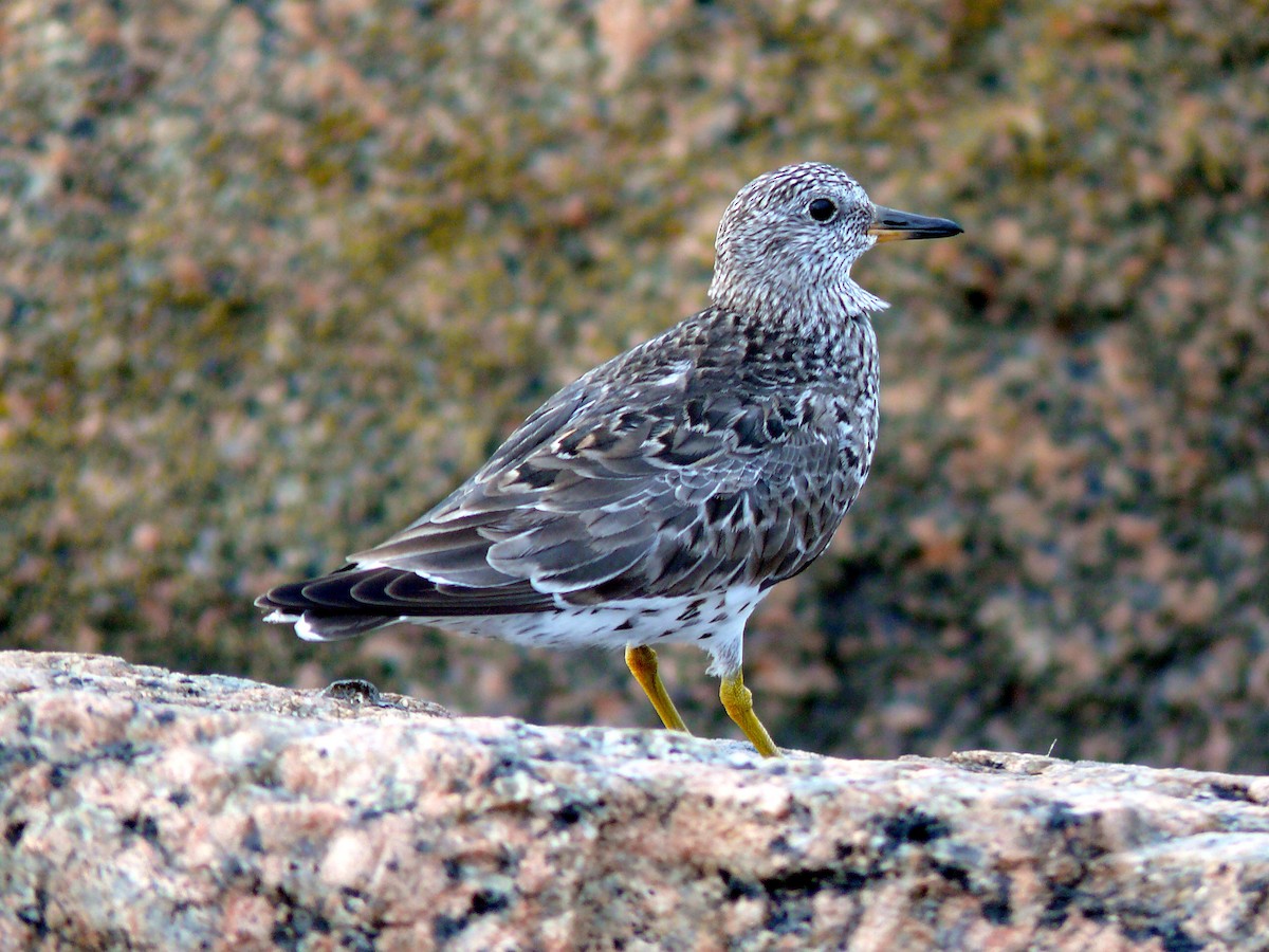 Surfbird - ML79439261