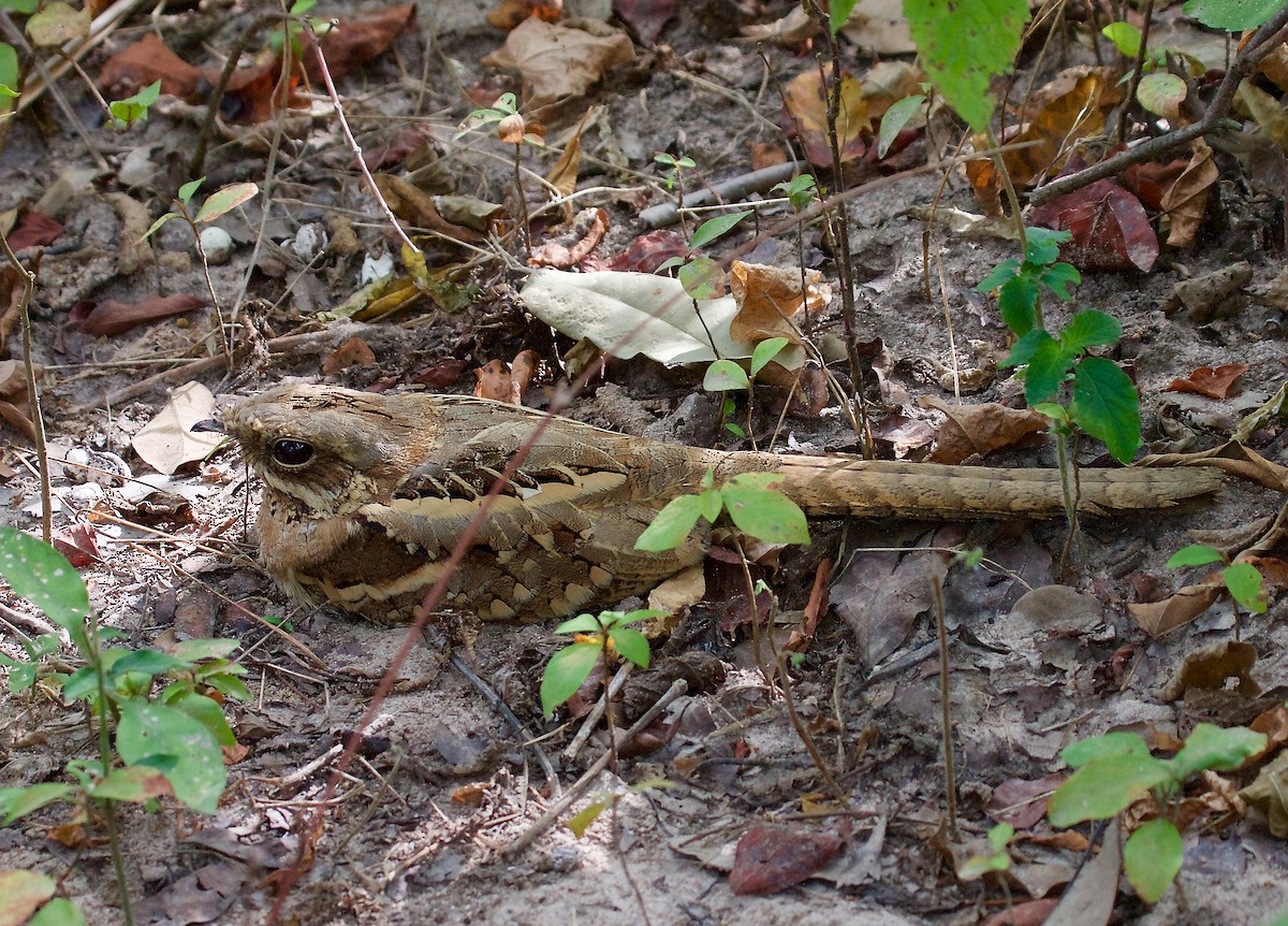 Long-tailed Nightjar - Matt Brady