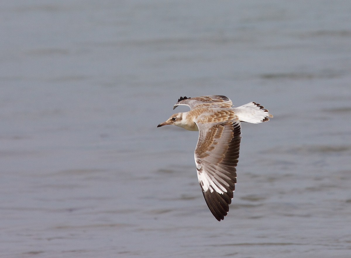 Gray-hooded Gull - Matt Brady