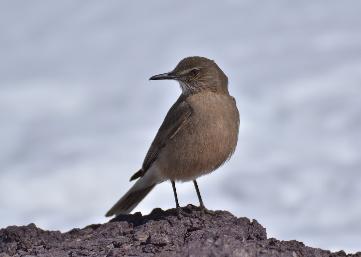 Black-billed Shrike-Tyrant - ML79443121