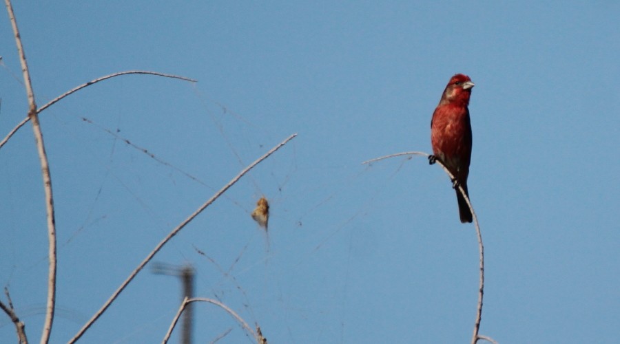 House Finch - ML79443371