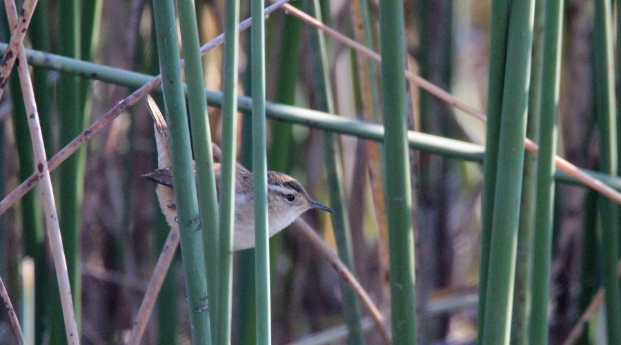 Marsh Wren - Paul Lewis