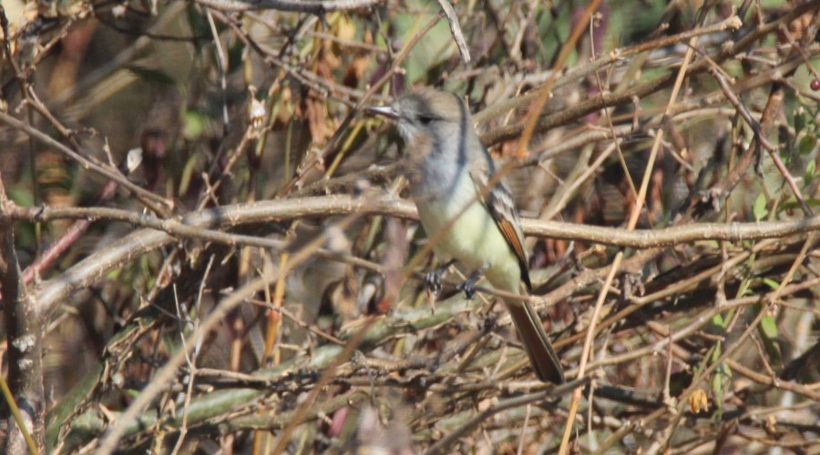 Ash-throated Flycatcher - ML79443481