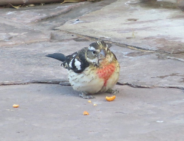 Rose-breasted Grosbeak - Ronald Auler