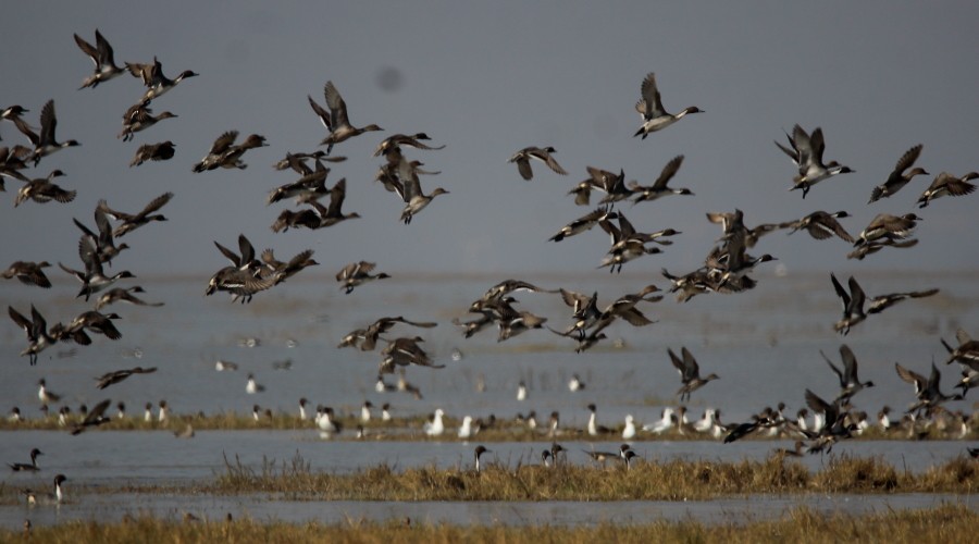 Northern Pintail - Paul Lewis