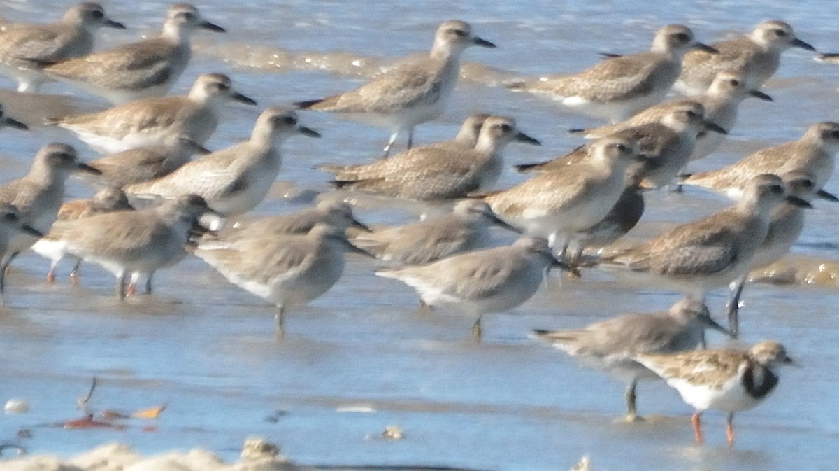 Red Knot - ML79444341