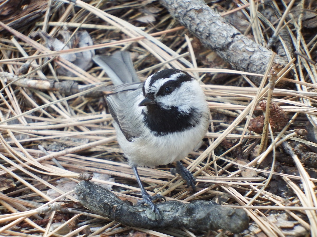 Mountain Chickadee - Nicholas Sly