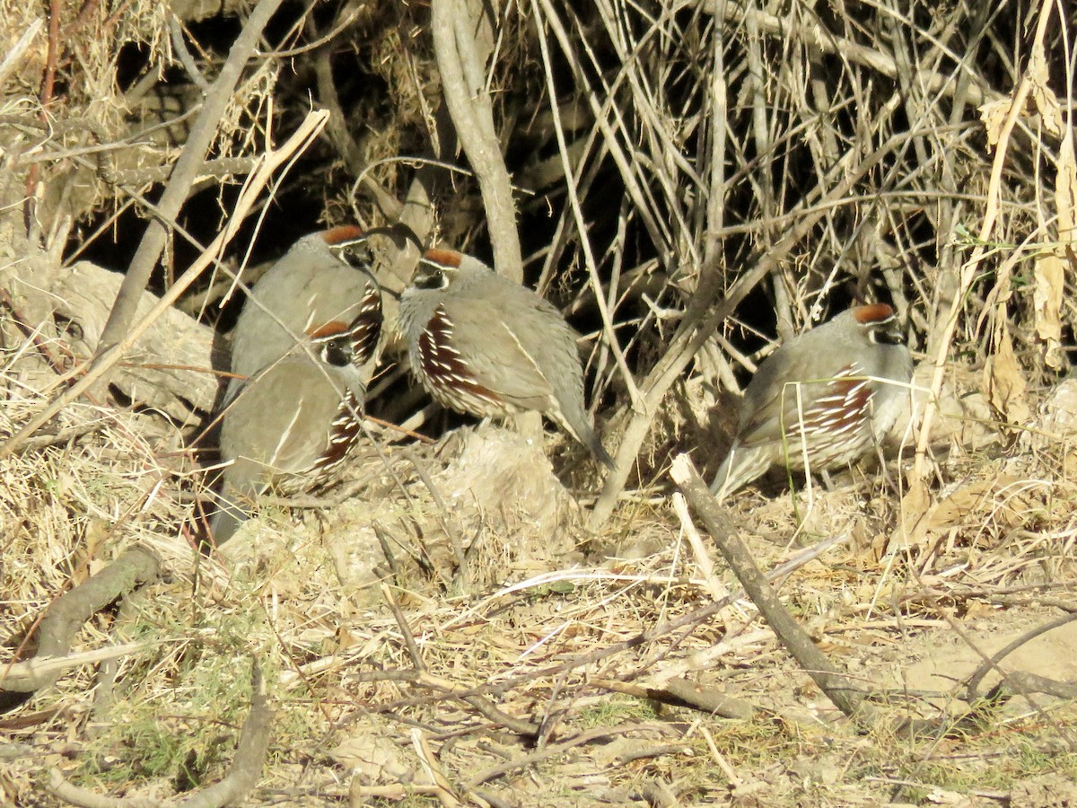 Gambel's Quail - ML79445511