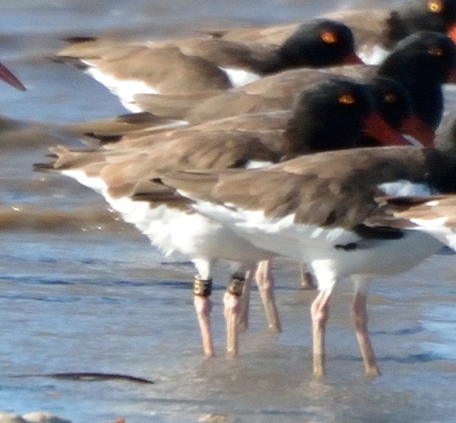 American Oystercatcher - ML79446771