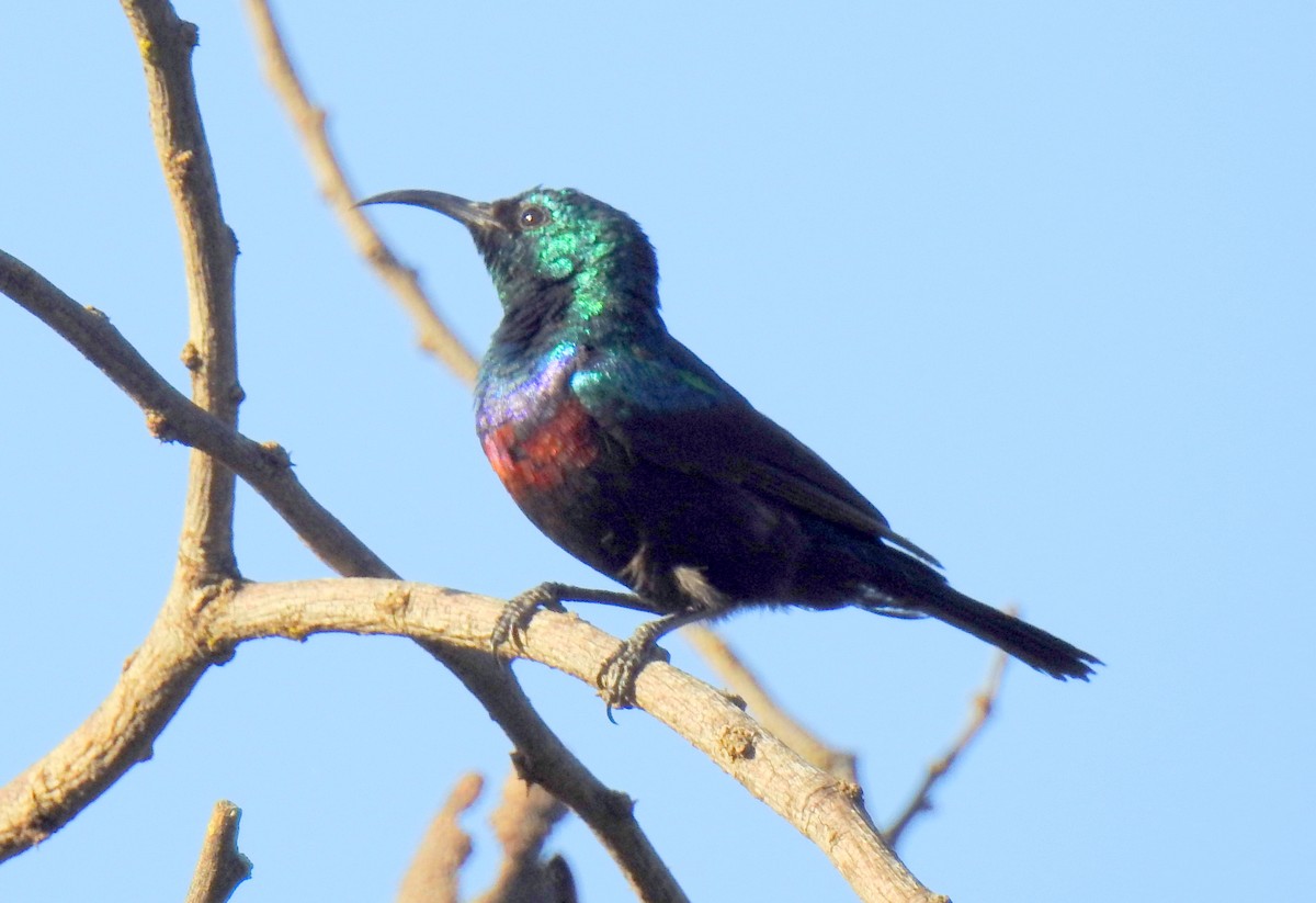 Souimanga du Marico - ML79448831