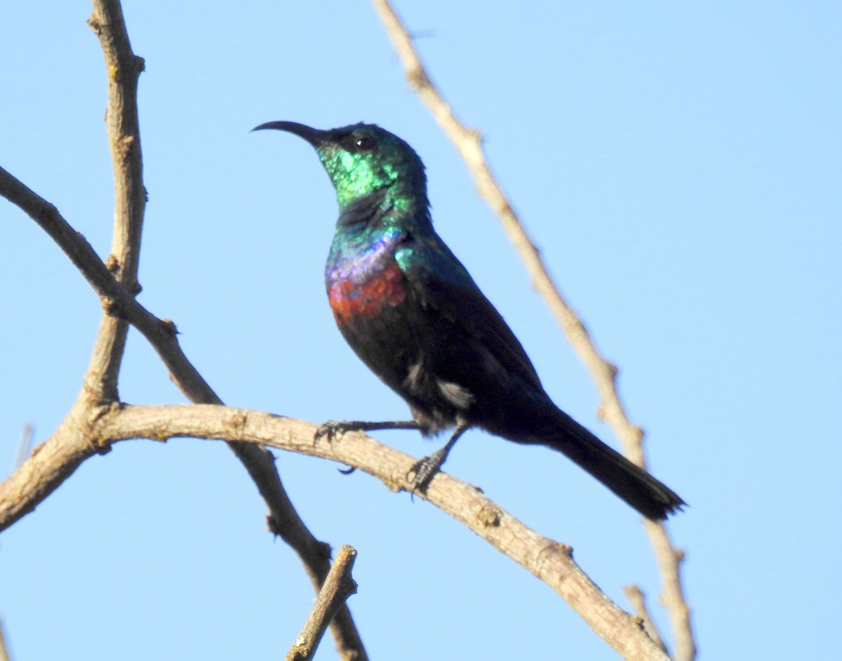 Souimanga du Marico - ML79448841