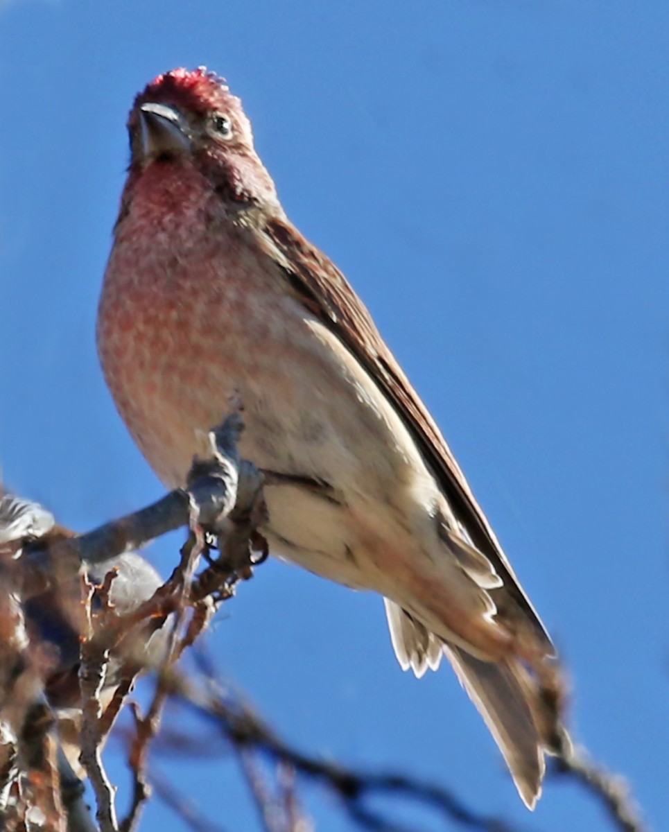 Cassin's Finch - olivia graves