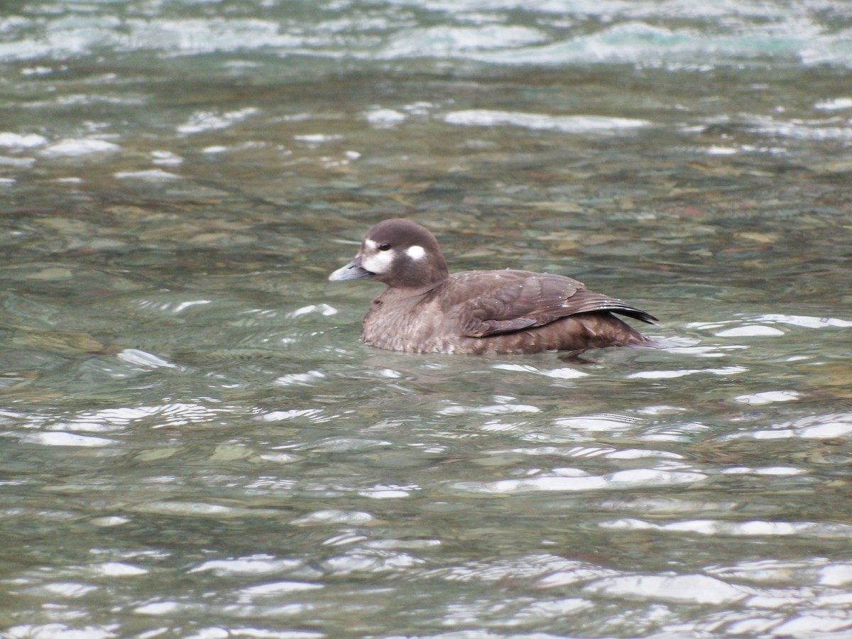 Harlequin Duck - ML79450911