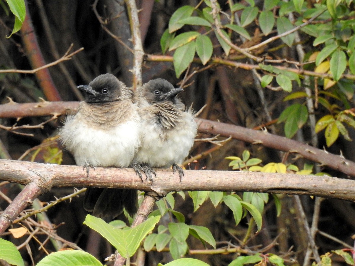 Common Bulbul (Dodson's) - ML79451191