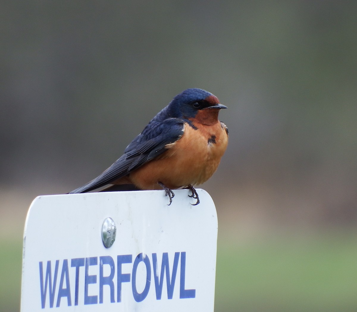 Barn Swallow - ML79451901