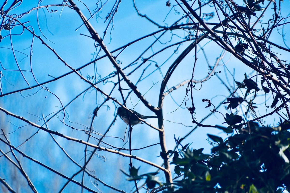 Harris's Sparrow - ML79452081