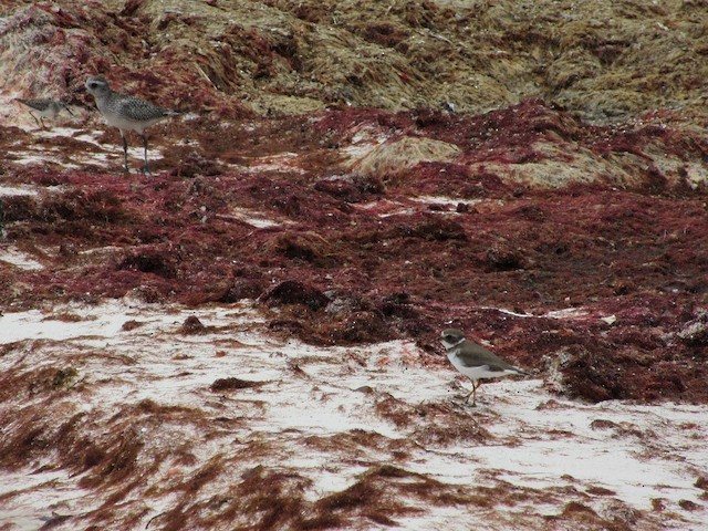 American Golden-Plover - ML79452131