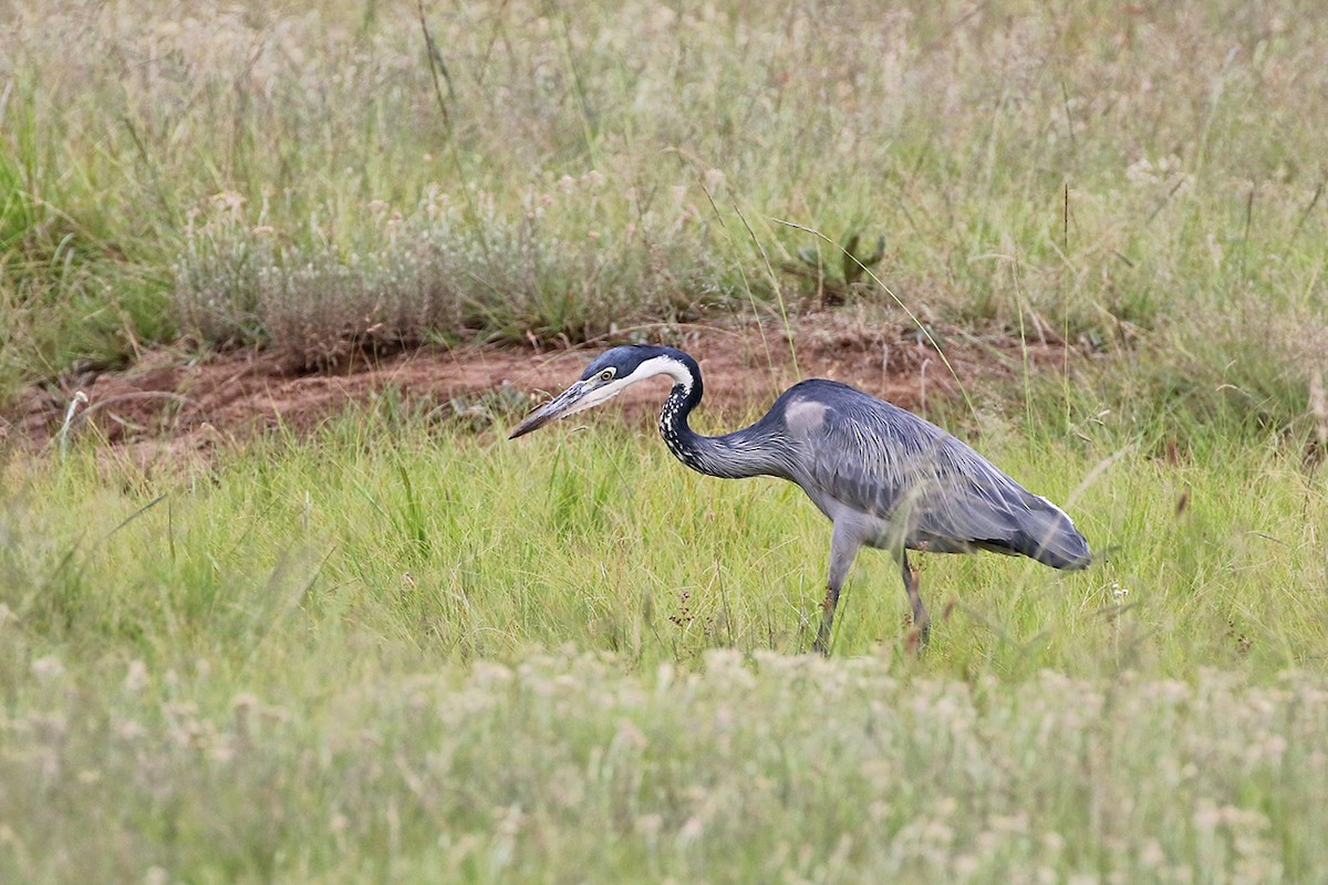 Black-headed Heron - ML79455331