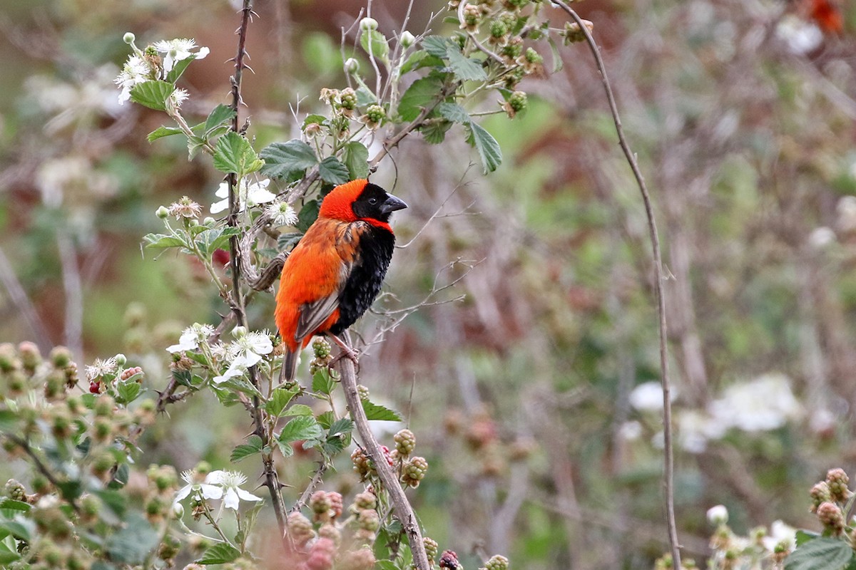 Southern Red Bishop - ML79455361