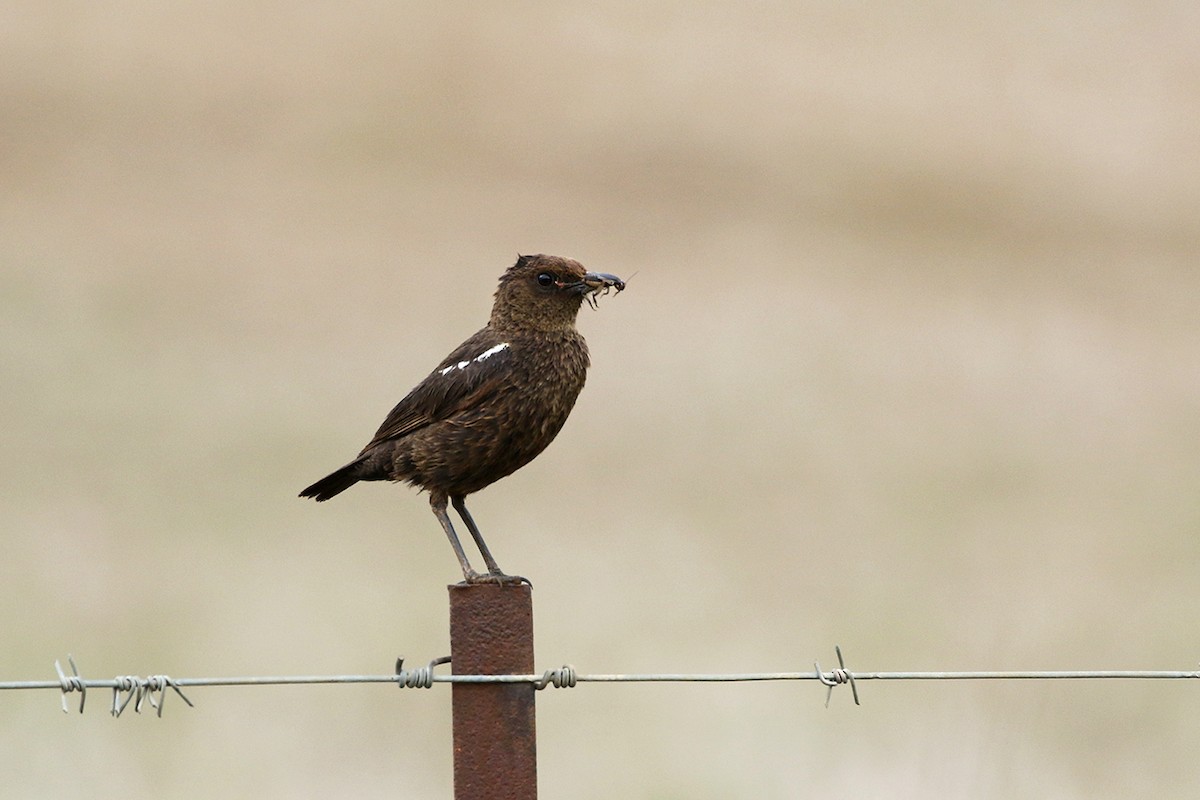 Southern Anteater-Chat - ML79455461