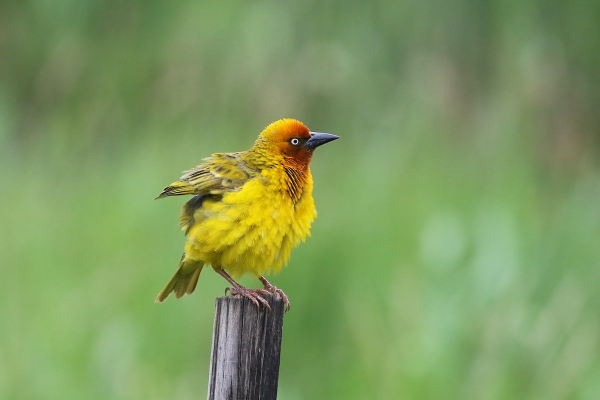 Cape Weaver - ML79455521