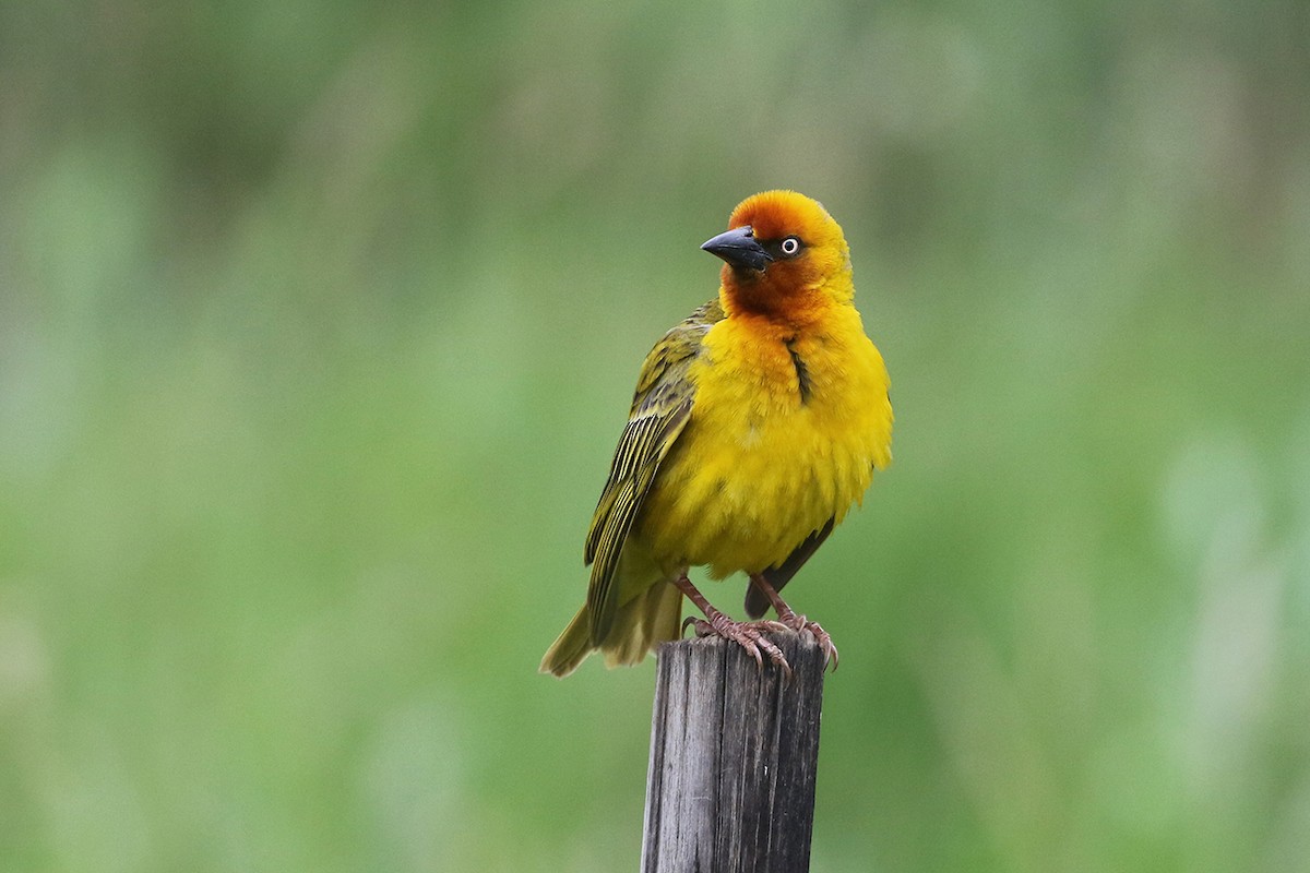 Cape Weaver - ML79455531