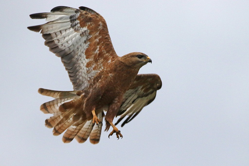 Mäusebussard (vulpinus/menetriesi) - ML79455621