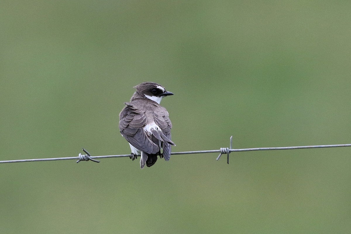 Banded Martin - ML79455711