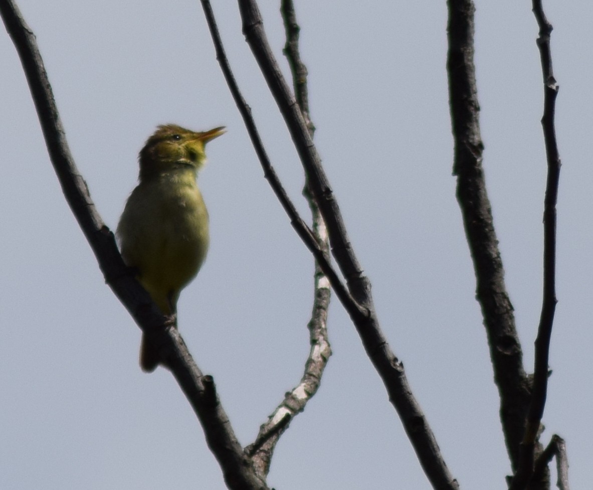 Melodious Warbler - ML79456191
