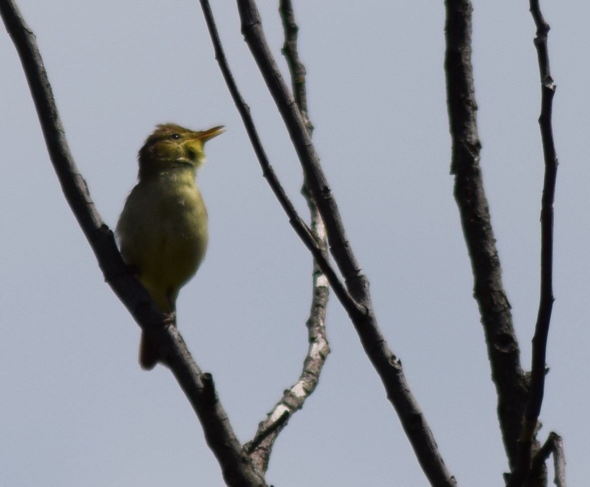 Melodious Warbler - Luís Santos